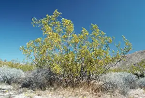 Tridentata: CREOSOTE BUSH