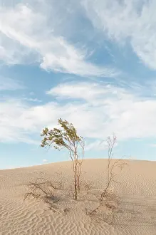 Parched: Creosote bush