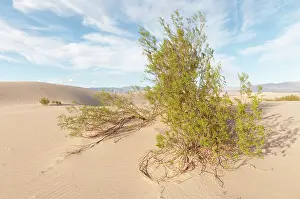 Parched: Creosote bush