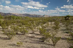 Chihuahuan: Creosote bush - growing in typical evenly-spaced colony