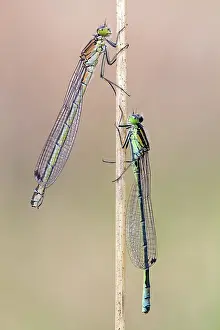 Bluet: Crescent Bluet