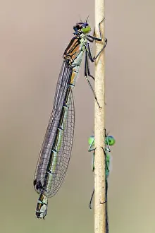 Bluet: Crescent Bluet