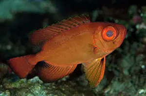 Crescent: Crescent-tail Bigeye