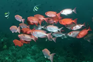 Dampier: Crescent-tail Bigeye - school
