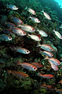 Crescent: Crescent-tailed Bigeye Fish