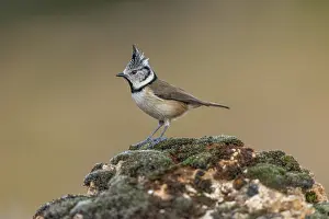 Raised: Cresetd Tit - Crest Raised - UK