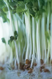 Cress: Cress
