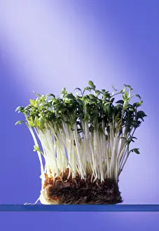 Combined: Cress