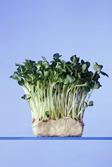 Cress: Cress