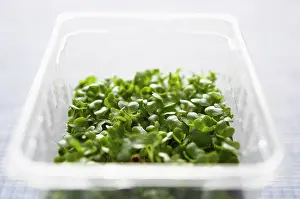 Lifestyle: Cress, Lepidium sativum, Green subject