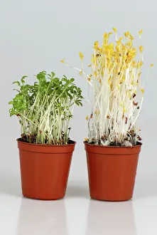 Seedlings: Cress seedlings