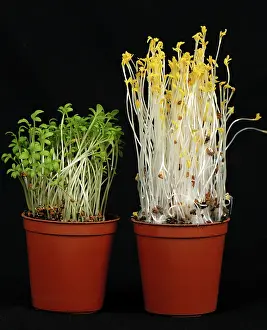 Seedlings: Cress seedlings