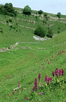 Dale: Cressbrook Dale, DERBYSHIRE