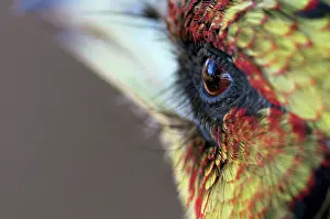 Barbet: Crested Barbet