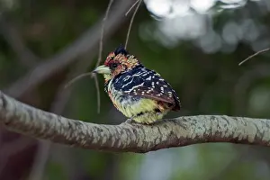 Barbet: Crested Barbet - Kruger National Park, Mpumalanga