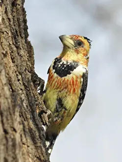 Wildlife Refuges: A Crested Batbet in the Kruger National Park, South Africa