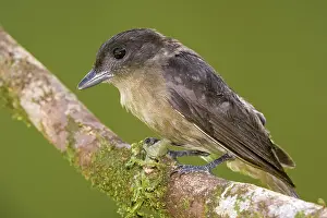 Tyrant: Crested Becard (Pachyramphus validus) perched