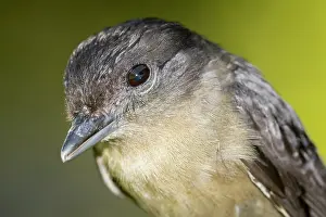 Tyrant: Crested Becard (Pachyramphus validus) portrait