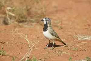 Bellbirds: Crested Bellbird - male