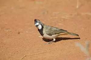 Bellbirds: Crested Bellbird - male