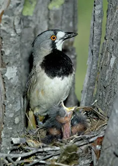 Bellbirds: CRESTED BELLBIRD - at nest