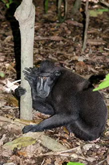 Nigra: Crested Black Macaque Monkey on forest floor - Tangkoko