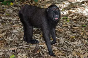 Nigra: Crested Black Macaque Monkey on forest floor - Tangkoko
