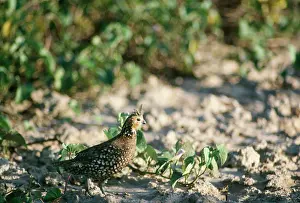 Quails: Crested Bobwhite - a type of quail - male