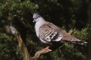 Topknot: Crested Bronzewing Pigeon