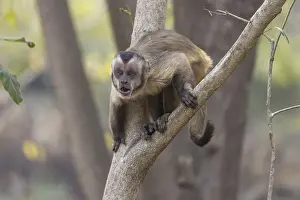 Branches: Crested capuchin monkey (Sapajus apella) or hooded capuchin