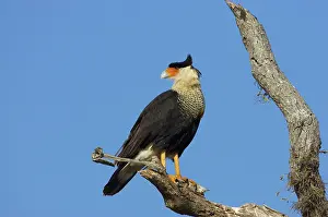 Caracaras: Crested Caracara