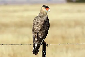 Caracaras: Crested Caracara