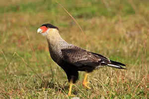 Caracaras: Crested Caracara