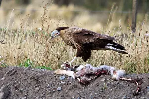 Caracaras: Crested Caracara