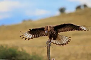 Caracaras: Crested Caracara