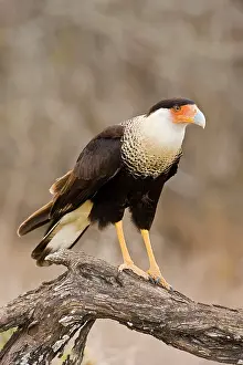 Caracaras: Crested Caracara