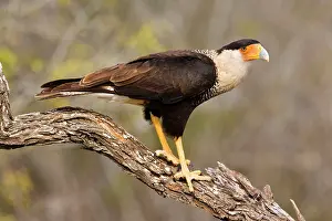 Caracaras: Crested Caracara