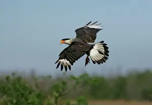 Caracaras: Crested Caracara
