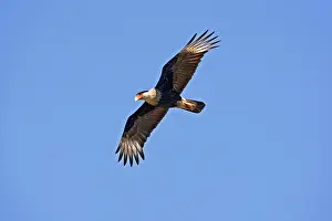 Caracaras: Crested Caracara