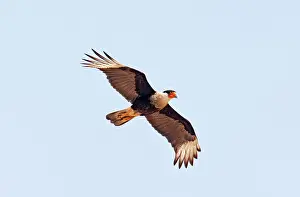 Caracaras: Crested Caracara