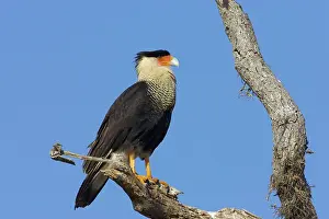 Polyborus: Crested Caracara