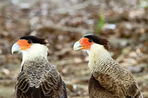 Caracara: Crested Caracara
