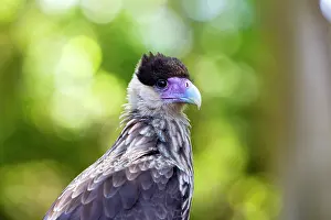 Caracara: Crested Caracara
