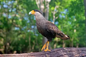 Caracara: Crested Caracara