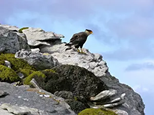 Caracara: Crested Caracara