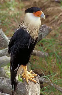 Caracara: Crested Caracara