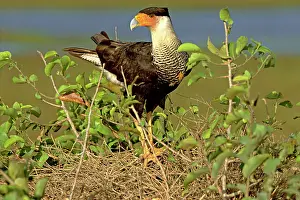 Falconidae: Crested caracara