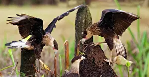 Caracara: Crested Caracara