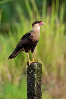 Caracara: Crested Caracara