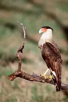 Caracara: CRESTED CARACARA - ON BRANCH